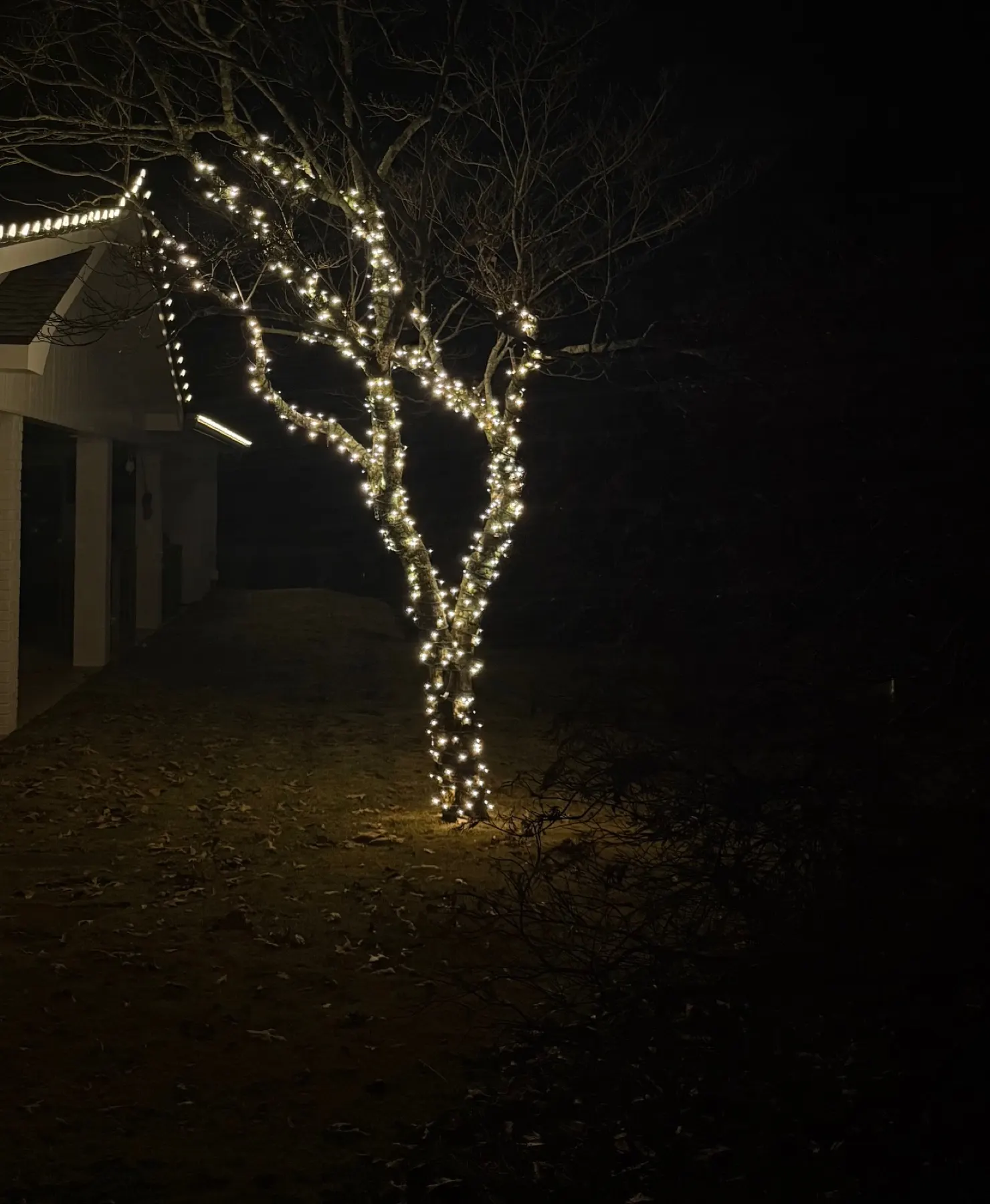 Bare front-yard tree at night with its trunk and every main limb wrapped in warm white lights, beside a lit roofline