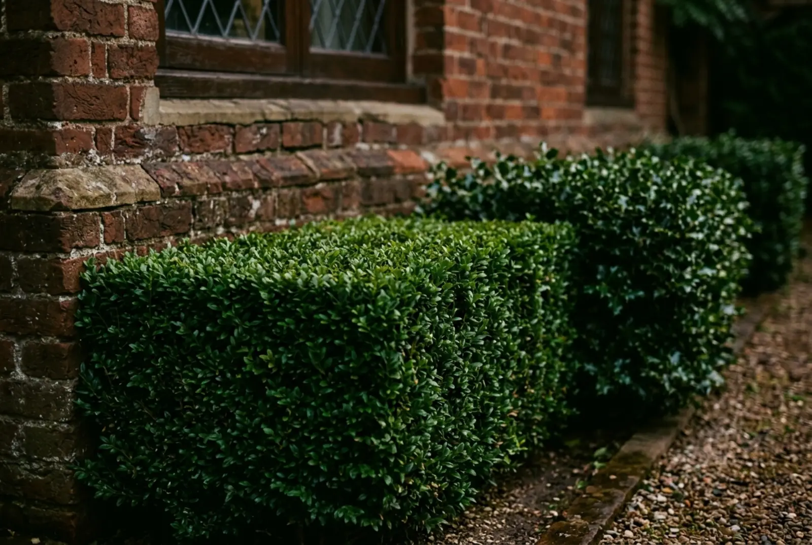 Freshly trimmed boxwood and holly hedges with crisp flat tops along a brick home foundation